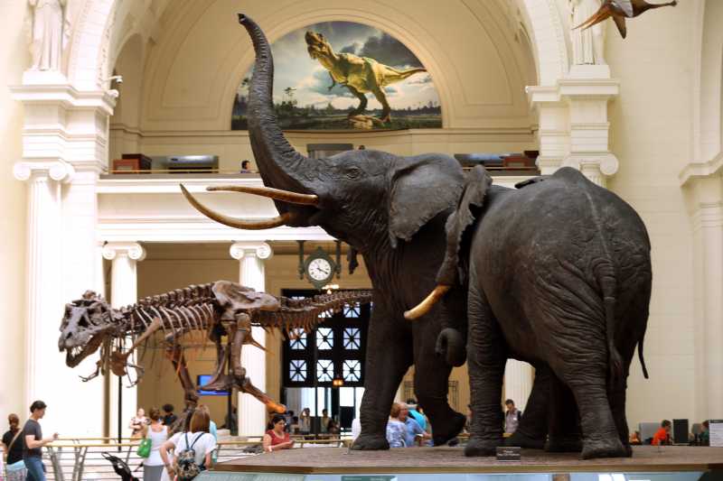 The Field Museum of Natural History in Chicago, Suburban Tours September Featured Destination
