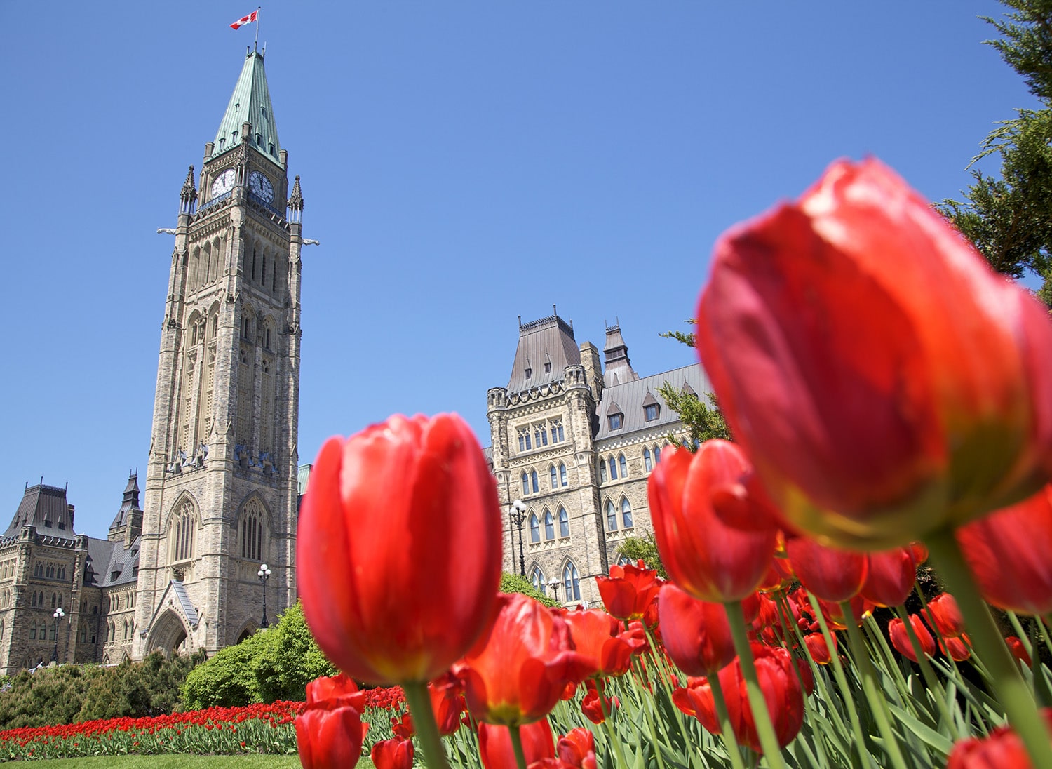Ottawa Canadian Tulip Festival Tour